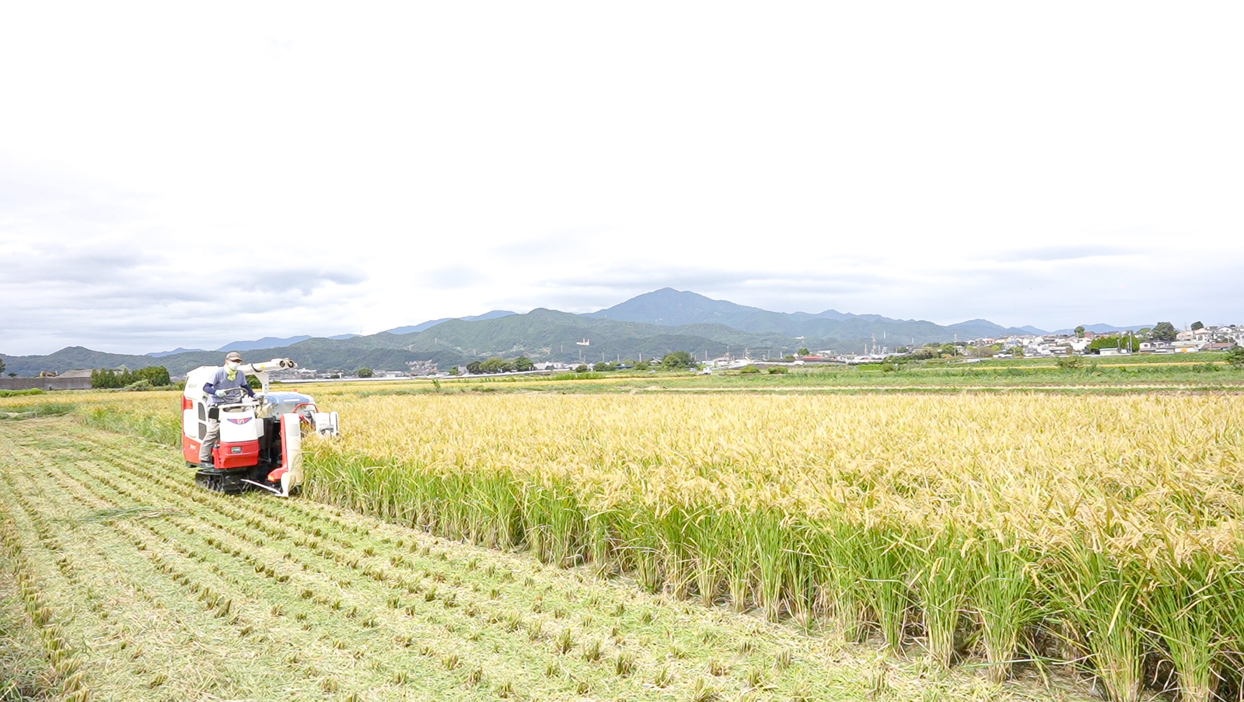 新たなオールライスウイスキー、登場